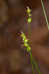 Reflexed sedge